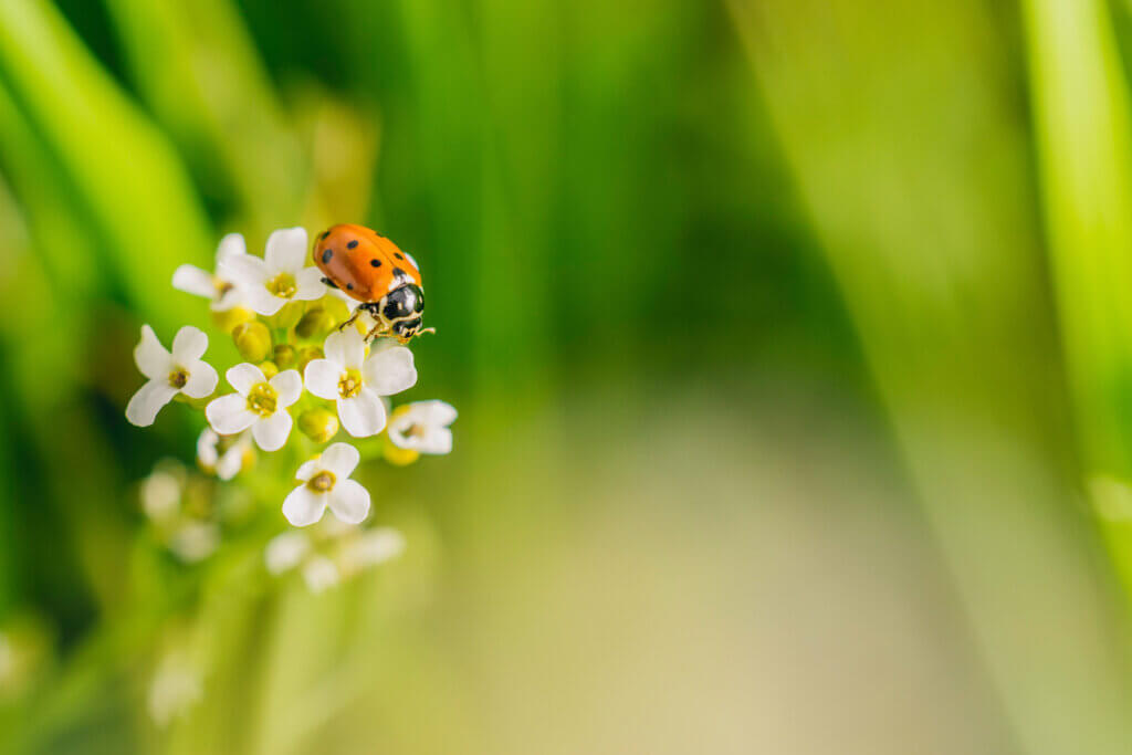 Meet the Game-Changing Organisations Saving Gatwick Diamond Biodiversity